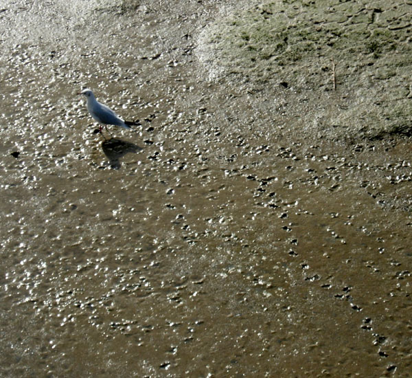 River Adur Gull Mud