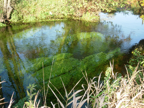 River Bure with Long Green Hair