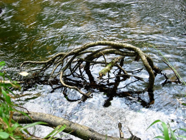 River Dart Root