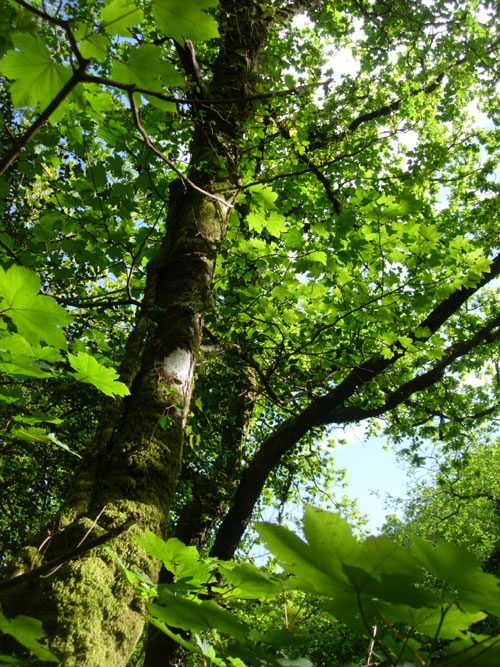 Trees over the River Dart