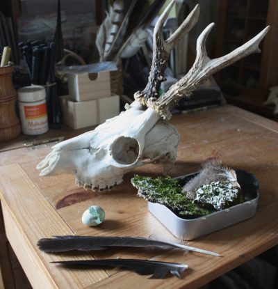 Roe deer skull etc