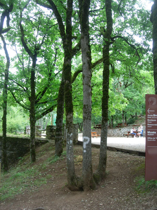 The Oak With Cave Roots