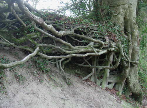 Tree Roots