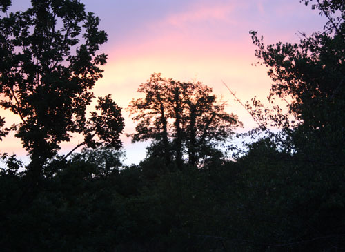 The Nightjar Tree