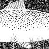 Sea Trout