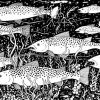 Sea Trout Shoal