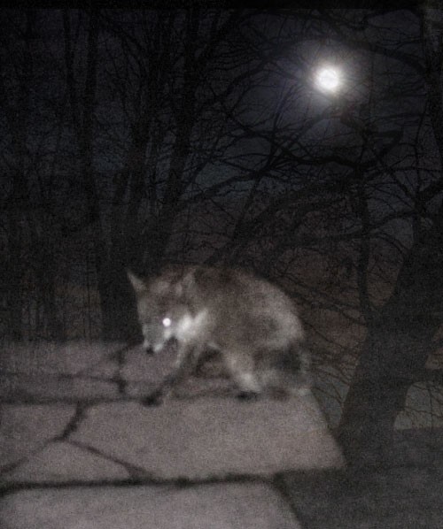 Fox Fox and Moon