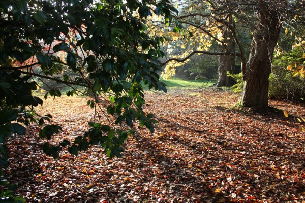 Light through trees