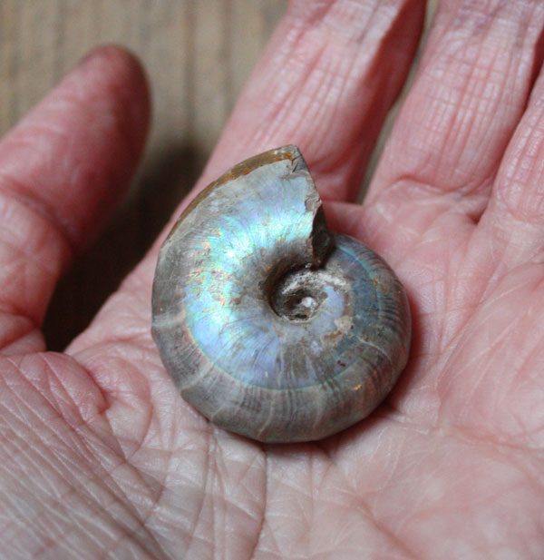 Shell fossil