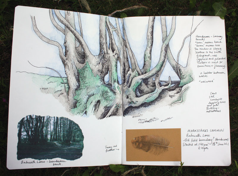 Markstakes Common hornbeams sketchbook