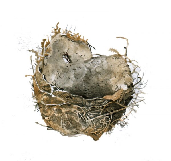 song thrush nest in watercolour