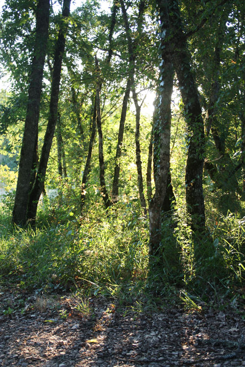 Morning Light Through Trees