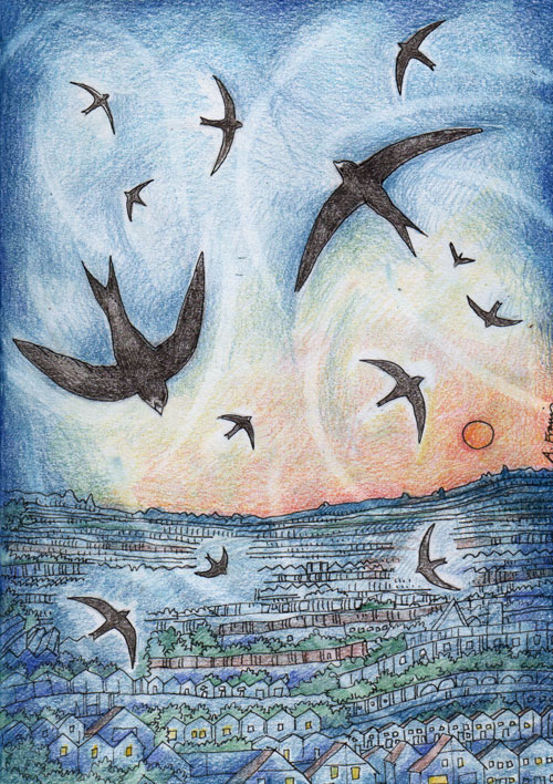 Swifts