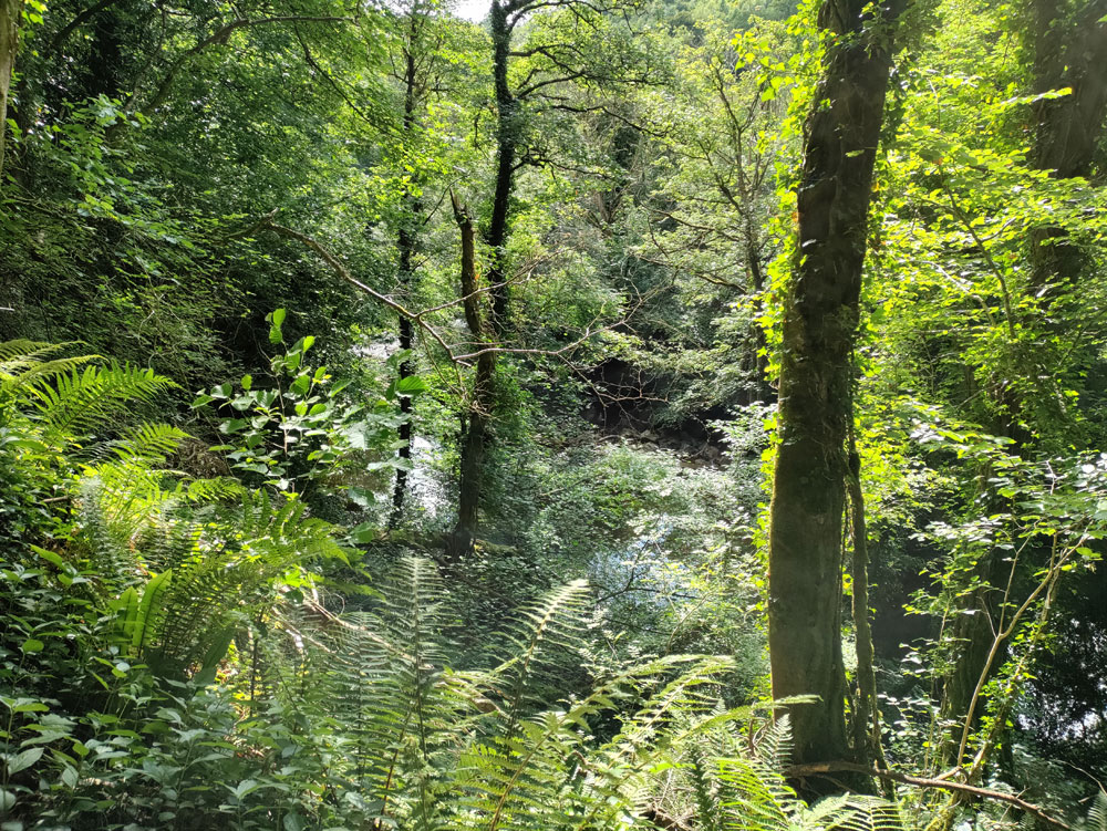 Temperate Rainforest