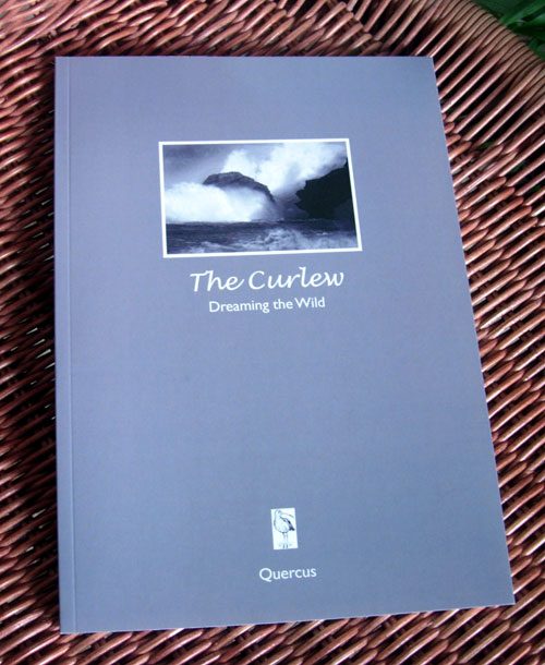 The Curlew