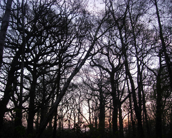 Sunrise in Butcher's Wood