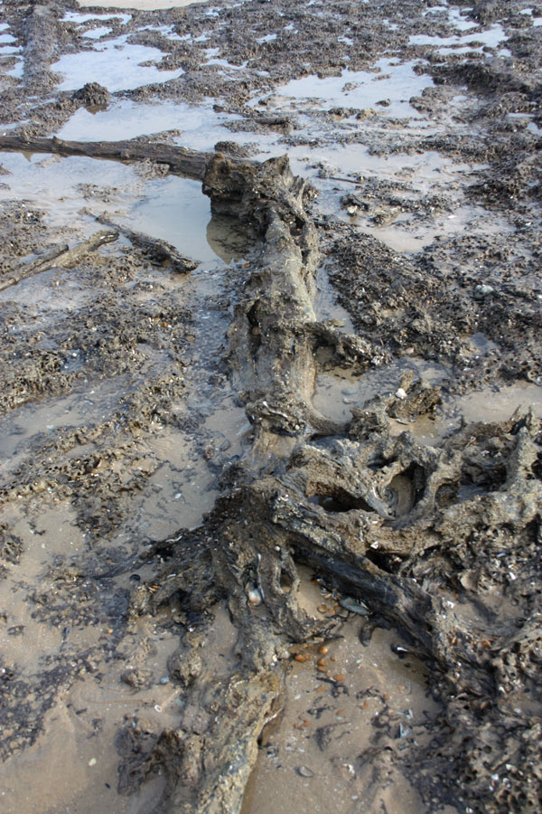 Tree trunk on Pett Level beach