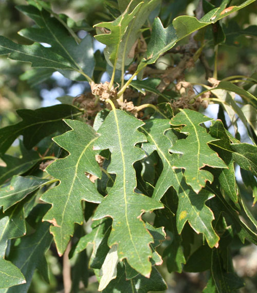 Turkey Oak Leaves