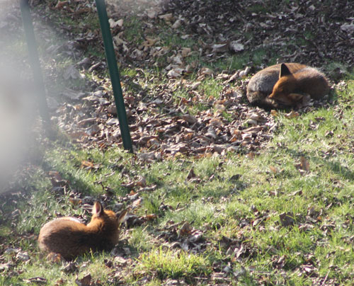 Two Sleeping Foxes