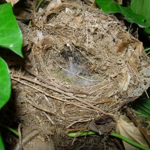 Wren's nest in an ivy covered ash tree in our garden.